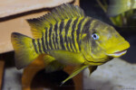 De Kachese - auteur Enzo Marino. Petrochromis macrognathus Enzo Marino