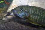 Femelle et alevins (Enzo Marino). Petrochromis macrognathus