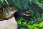Photo de Enzo Marino. Petrochromis macrognathus