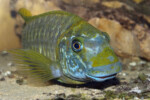 Les Petrochromis 34 Petrochromis macrognathus