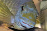 Les Petrochromis 35
