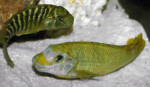 Enzo Marino auteur. Petrochromis macrognathus