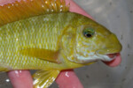 De Sumbu. Petrochromis macrognathus Sumbu
