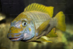 Les Petrochromis 36 Petrochromis macrognathus