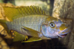 © Enzo Marino Petrochromis macrognathus