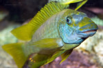 Les Petrochromis 37 Petrochromis macrognathus