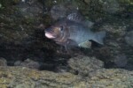 Les Petrochromis 53