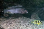 Les Petrochromis 54