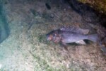 A Mpimbwe. Petrochromis sp. polyodon "giant"