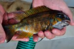 P. p. "Kazumbe" capturé à Kalago (Karago). Petrochromis polyodon Kazumbe Kalago