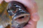 Les Petrochromis 50 Petrochromis polyodon Kazumbe