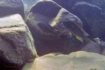 A Kabogo. Petrochromis polyodon Kazumbe