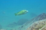 A Mvuna. Petrochromis polyodon Mvuna