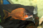 Les Petrochromis 28 Petrochromis horii "red"