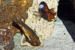Couple au cour de la ponte.
©Enzo Marino Petrochromis horii "red"