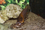 Femelle et ses alevins en aquarium.
©Enzo Marino