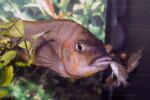 Les Petrochromis 30 Petrochromis horii "red"