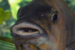 Femelle en incubation buccale ©Enzo Marino. Petrochromis horii "red"