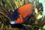 Mâzle dominant (c)Enzo Marino. Petrochromis horii "red"