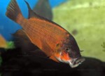 Mâle baillant. Petrochromis horii "red"
