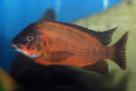 Mâle adulte. Petrochromis horii "red"