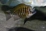 Sub-adulte à Abysse. Petrochromis horii "red"