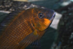 Portrait d'un Petrochromis horii "red". Petrochromis horii "red"