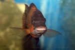 Portrait de face. Petrochromis horii "red"