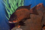 Les Petrochromis 29 Petrochromis horii "red"