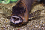 Femelle et alevin. Petrochromis horii "red"