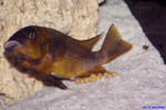 Femelle en cours de ponte !!! ©Enzo Marino. Petrochromis horii "red"