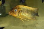 En aquarium de vente au magasin ABYSSE. Petrochromis ephippium "Moshi"