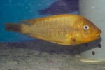 A Abysse. Petrochromis ephippium "Moshi"