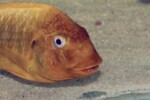 Portrait à Abysse. Petrochromis ephippium "Moshi"