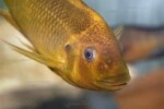 Portrait. Petrochromis ephippium "Moshi"