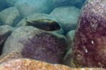 A Kasanga. Petrochromis ephippium Kasanga