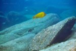 "Moshi yellow" à Lyamembe. Petrochromis ephippium Lyamembe