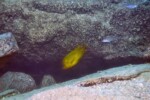 Les Petrochromis 9 Petrochromis ephippium Lyamembe