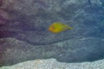 Les Petrochromis 10 Petrochromis ephippium Lyamembe