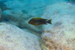 Lyamembe. Petrochromis ephippium Lyamembe