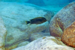 Les Petrochromis 11 Petrochromis ephippium Lyamembe