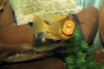 En aquarium. Petrochromis ephippium "Moshi"