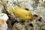 P. ephippium "Moshi yellow". Petrochromis ephippium "Moshi"