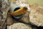 Les Petrochromis 5 Petrochromis ephippium "Moshi"