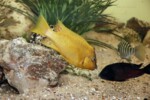Les Petrochromis 6 Petrochromis ephippium "Moshi"
