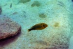 Les Petrochromis 15 Petrochromis ephippium Mpimbwe