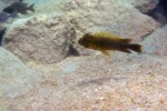 A Mpimbwe. Petrochromis ephippium Mpimbwe
