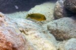 Les Petrochromis 13 Petrochromis ephippium Mpimbwe