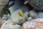Mpimbwe. Petrochromis ephippium Mpimbwe