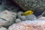 Les Petrochromis 14 Petrochromis ephippium Mpimbwe